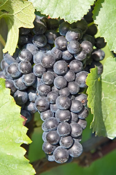 Kék szőlő — Stock Fotó