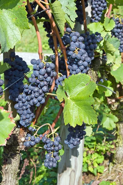Blue grapes — Stock Photo, Image
