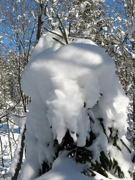 Invierno nevado —  Fotos de Stock