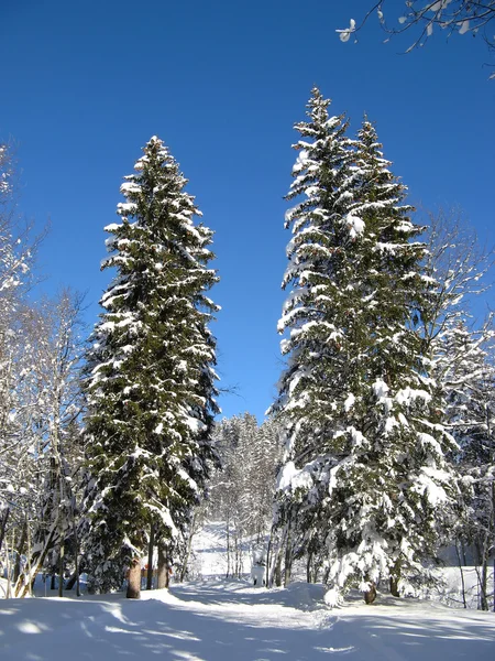 Kış Ormanı — Stok fotoğraf