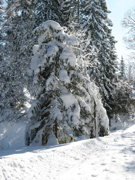 "Natural "Christmas tree — стоковое фото