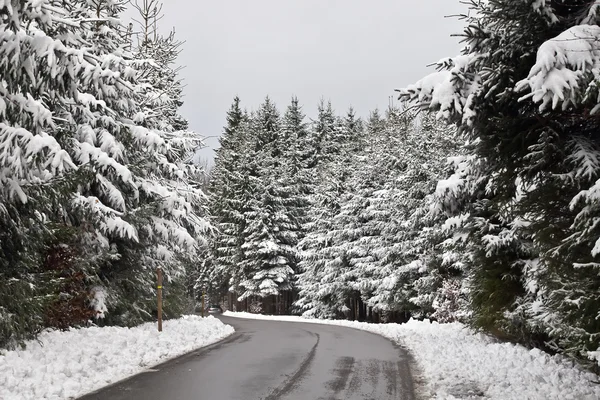 stock image Winter forset