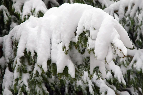 Abeto cubierto por la nieve —  Fotos de Stock