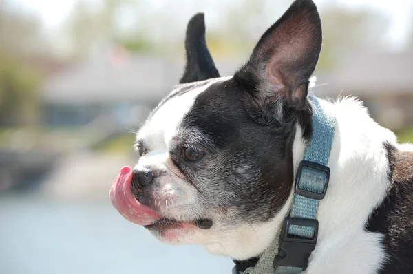 Boston Terrier licking its nose — Stock Photo, Image