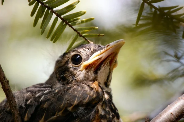 stock image Baby Bird in Nest