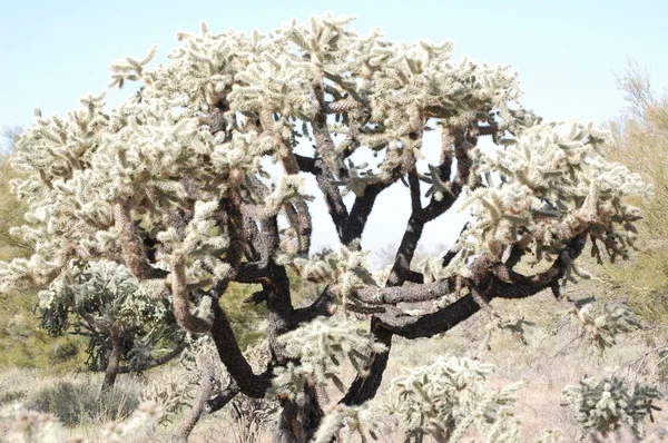 Arizona desert cactus tree — Stock Photo, Image
