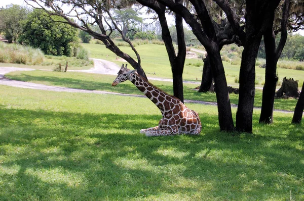 长颈鹿在树荫下休息 — 图库照片