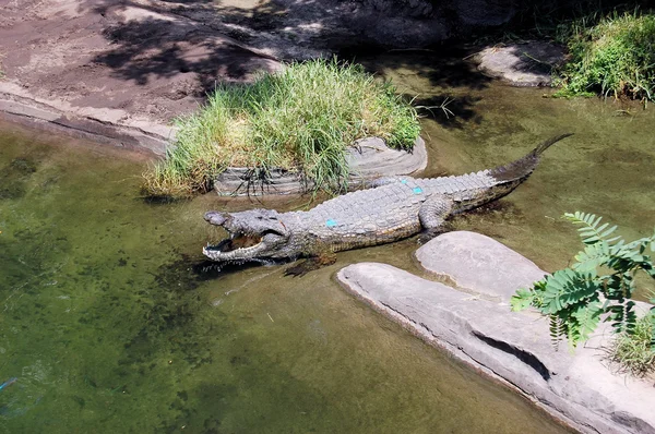Улыбающийся крокодил — стоковое фото