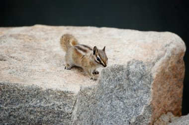 yiyecek için yalvarmak chipmunk