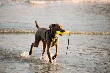 Dog playing in the water clipart