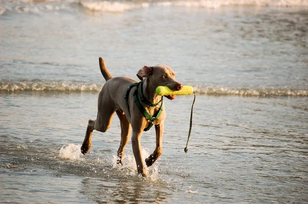 Pies bawiący się w wodzie — Zdjęcie stockowe