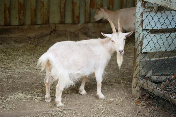 Bearded Goat — Stock Photo, Image