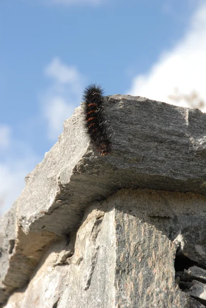 stock image Creeping Caterpillar