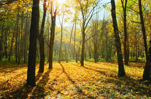 stock image Autumn forest