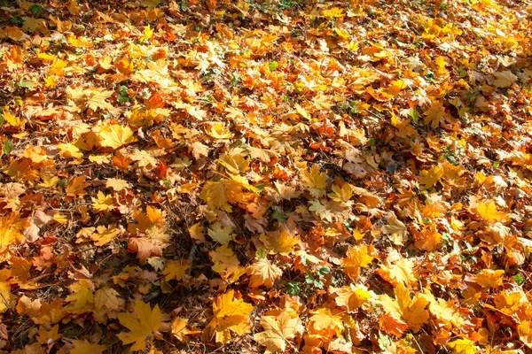 stock image Autumn leafs