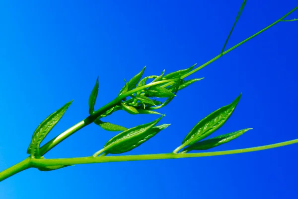 stock image Spring sprig