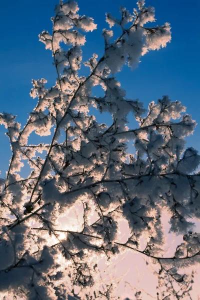 Сніжне дерево — стокове фото
