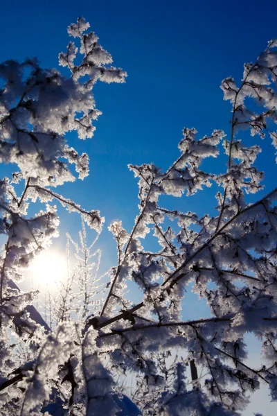 Frostiger Baum — Stockfoto