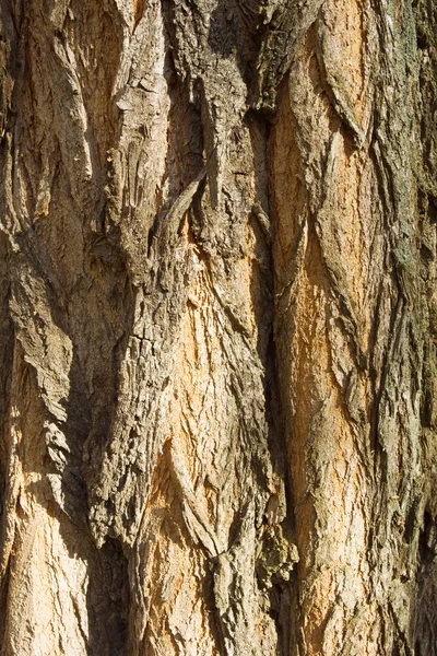 杨树树皮的纹理 — 图库照片