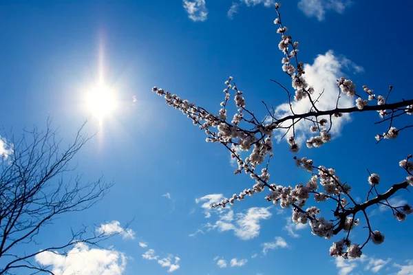 树枝和太阳 — 图库照片