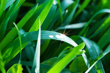 Grass background clipart