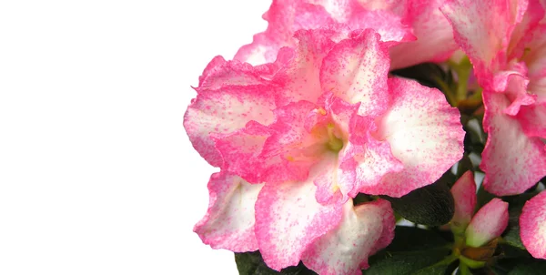 Blomsternärbild — Stockfoto