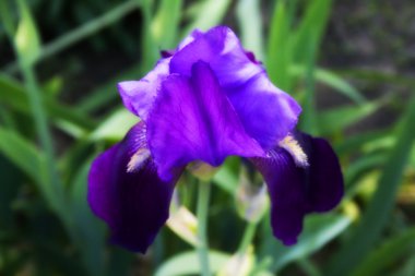 Menekşe iris