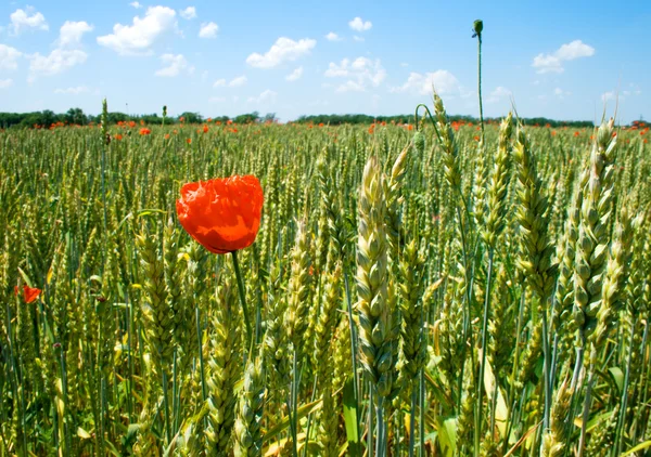 stock image Red poppy