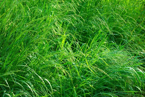 stock image Grass after thunderstorm