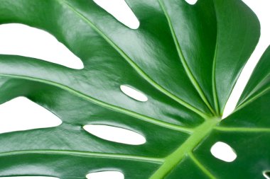 Leaf close-up clipart