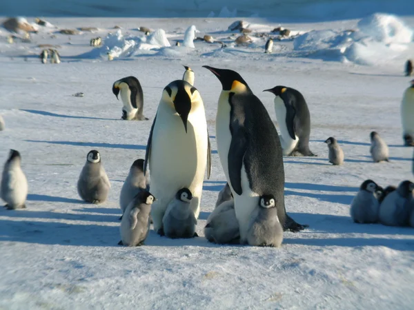 企鹅家族 图库照片