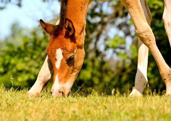Foal on a meadow — Stock Photo, Image