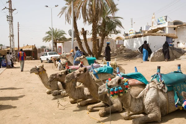 Egitto villaggio con cammelli — Foto Stock