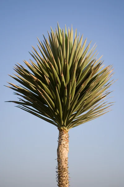 stock image Palm