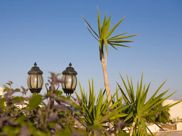 Stock image Streetlights with palms