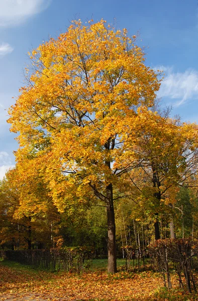 stock image Yellow maple