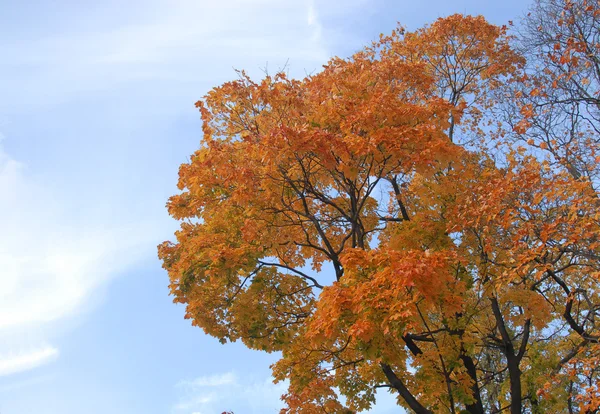 Yello maple on blue sky — Stock Photo, Image