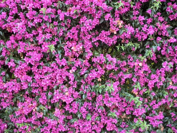 Beleza fundo brilhante de flores — Fotografia de Stock