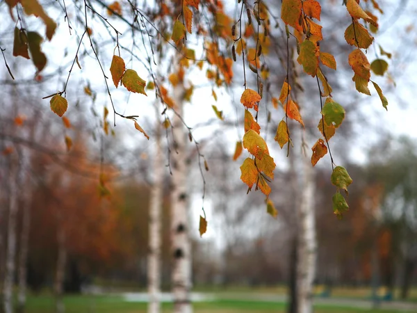 Leaves of birch in autumn — Stock Photo, Image