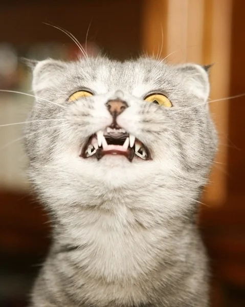 Katze mit Eckzähnen — Stockfoto