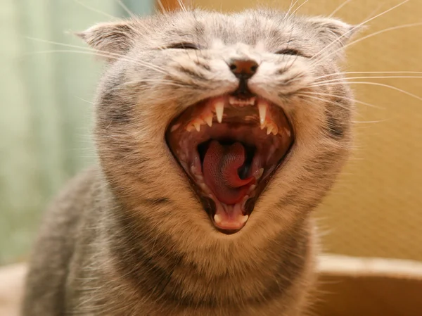 Bösartige Katze mit Eckzähnen — Stockfoto