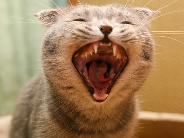 stock image Malicious cat with canines