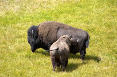 Buffalos yellowstone Milli Parkı