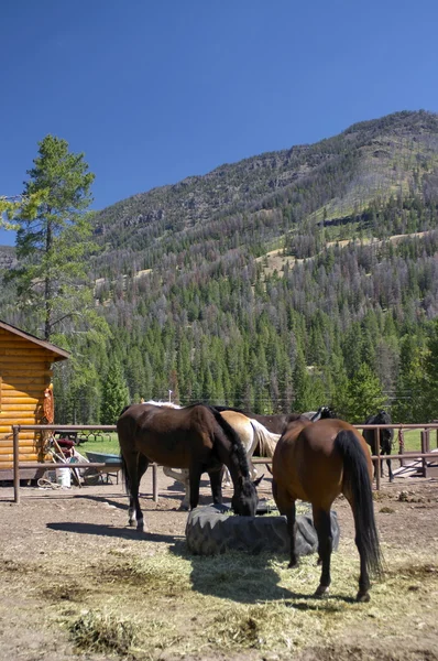 Paarden in het nationaal park yellowstone, Verenigde Staten — Stockfoto