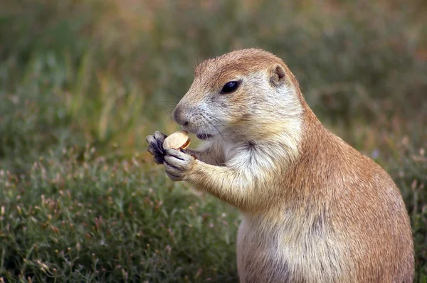 stock image Prarie Dog