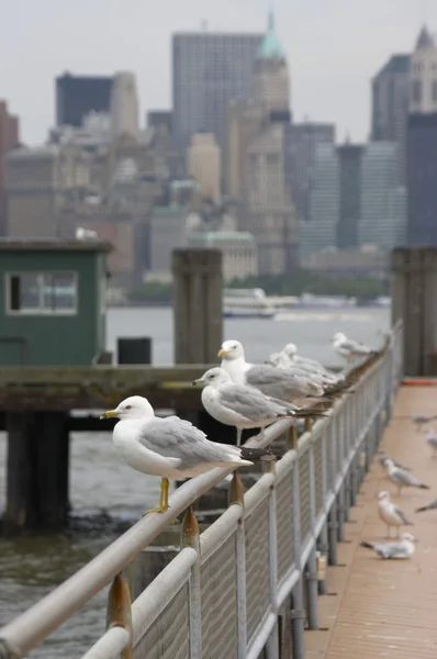 stock image New-York cityscape wirh seagulls