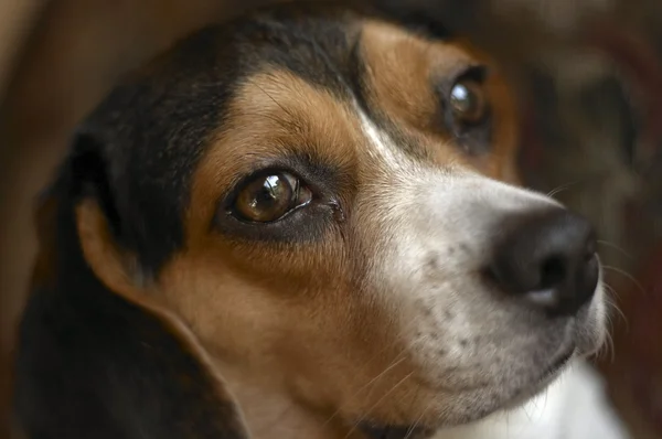 Beagle face closeup — Stock Photo, Image