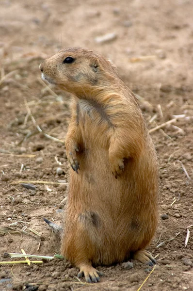 prarie köpek