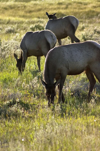 Herten in het nationaal park yellowstone, Verenigde Staten Stockfoto
