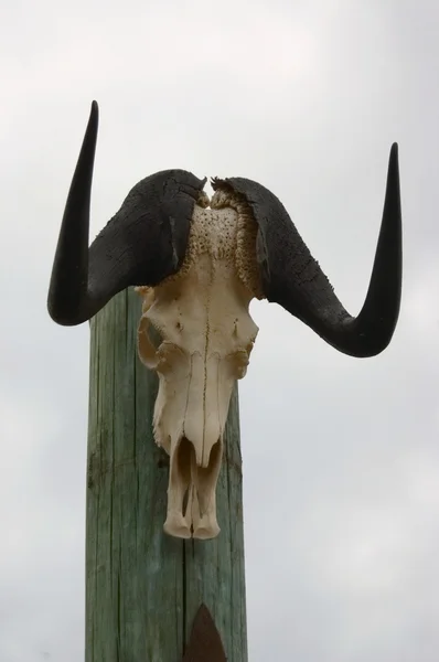 アンテロープの頭蓋骨 ストック画像
